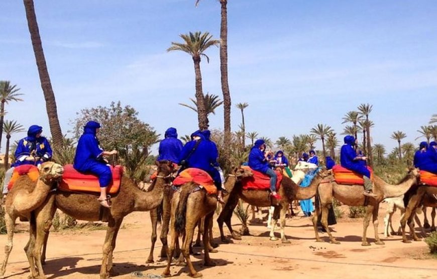 Escape to the Palmeraie: Camel Riding Adventure in the Oasis of Marrakech