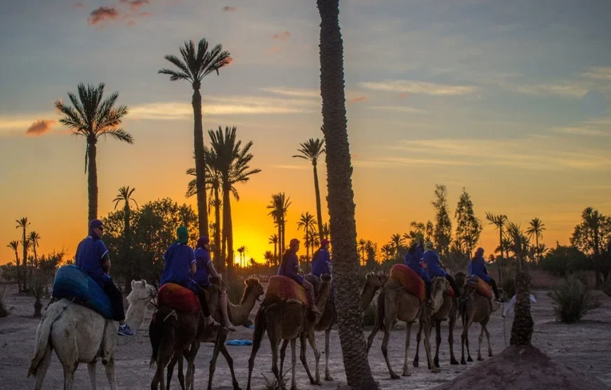 Escape to the Palmeraie: Camel Riding Adventure in the Oasis of Marrakech