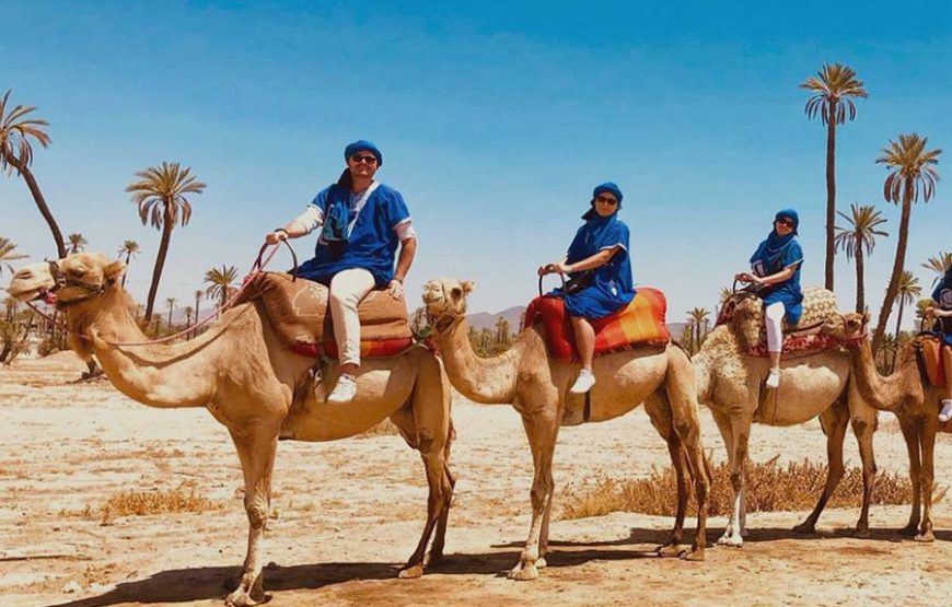 Escape to the Palmeraie: Camel Riding Adventure in the Oasis of Marrakech