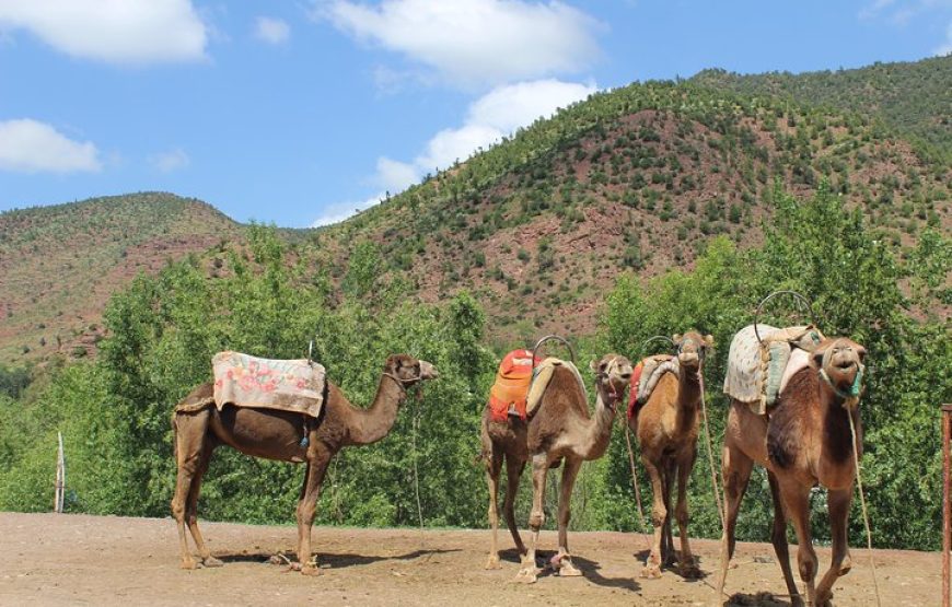 Discover the Beauty of Ourika Valley: A Day Trip from Marrakech