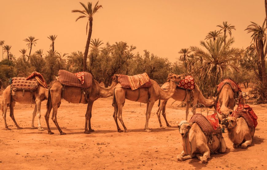 Escape to the Palmeraie: Camel Riding Adventure in the Oasis of Marrakech