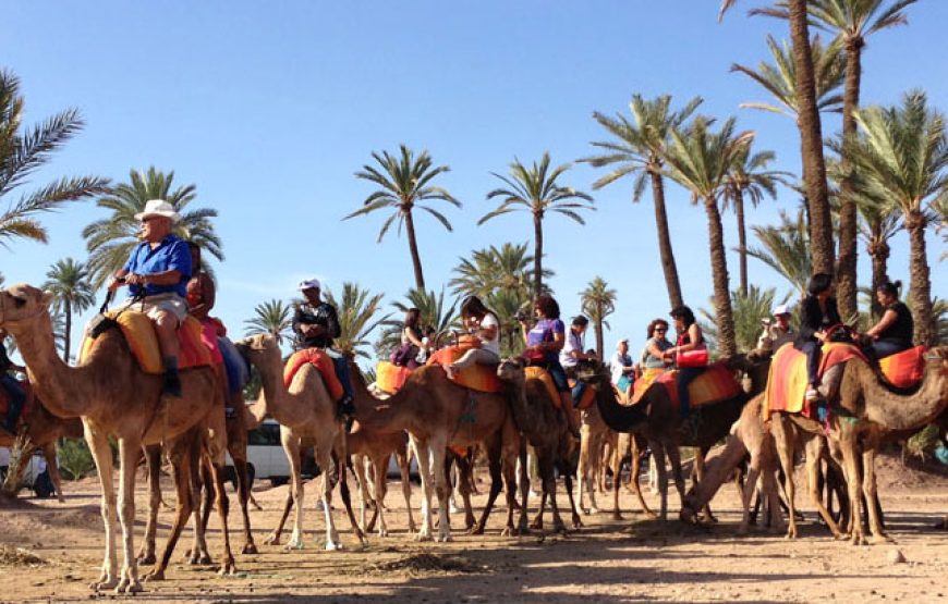 Escape to the Palmeraie: Camel Riding Adventure in the Oasis of Marrakech