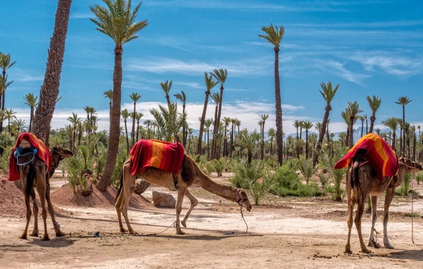 Escape to the Palmeraie: Camel Riding Adventure in the Oasis of Marrakech