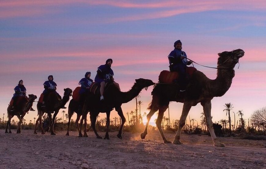 Escape to the Palmeraie: Camel Riding Adventure in the Oasis of Marrakech