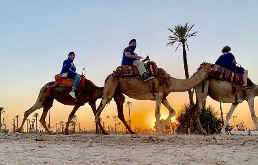 Escape to the Palmeraie: Camel Riding Adventure in the Oasis of Marrakech