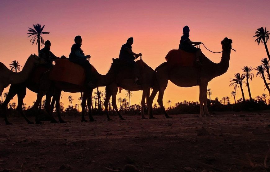 Escape to the Palmeraie: Camel Riding Adventure in the Oasis of Marrakech