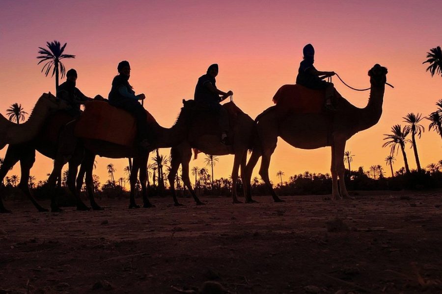 Escape to the Palmeraie: Camel Riding Adventure in the Oasis of Marrakech