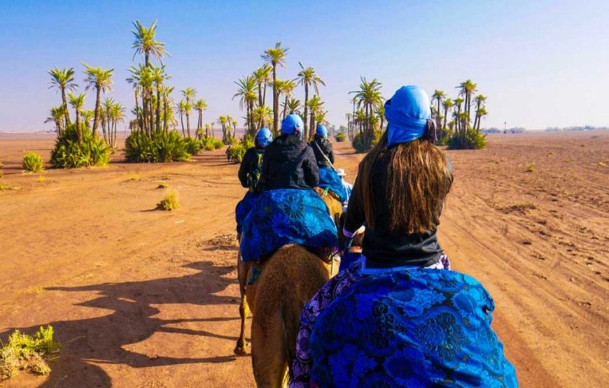 Escape to the Palmeraie: Camel Riding Adventure in the Oasis of Marrakech