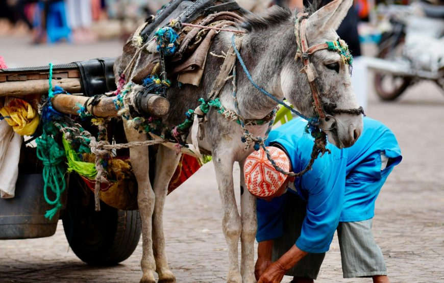 Discover the Wonders of Marrakech: The Ultimate Guided Walking Tour